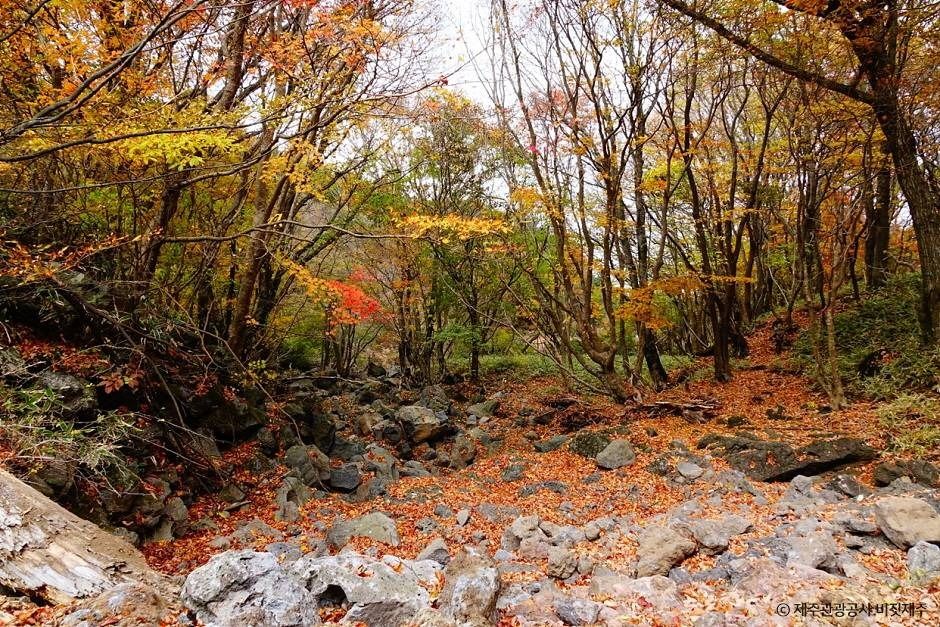 천아오름 인근 계곡의 돌과 가을 나무 자료 사진