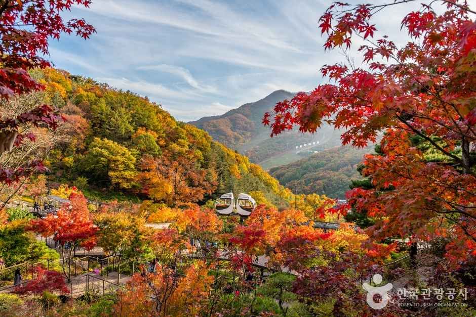 화담숲 가을 단풍 사이를 지나는 모노레일