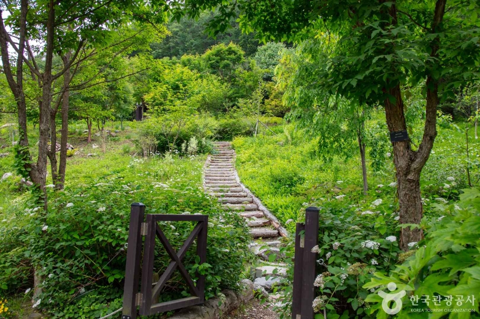제이드가든의 숲 사이로 이어지는 목재 산책로